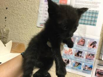 ELWOOD -  Domestic Short Hair Cat for Adoption in Riverside, California - ELWOOD | PetCurious