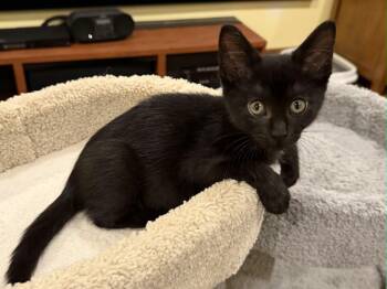 Edward -  Domestic Short Hair Cat for Adoption in Hamilton, Ontario - Edward | PetCurious