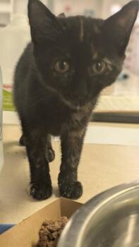 Sparrow -  Domestic Short Hair Cat for Adoption in Papillion, Nebraska - Sparrow | PetCurious