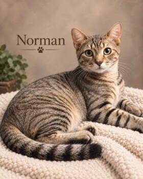 Norman -  Tabby Cat for Adoption in Midlothian, Texas - Norman | PetCurious