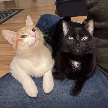Domestic Short Hair Cats Available for Adoption - Arthur And Merlin | PetCurious