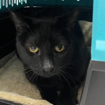 Domestic Short Hair Cats Available for Adoption - Marco | PetCurious