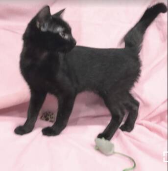 Rescue Domestic Short Hair Cats for Adoption in Columbia, South Carolina - Saffron | PetCurious