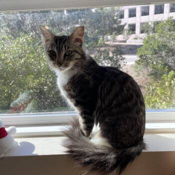 Domestic Medium Hair Cats Available for Adoption in San Luis Obispo, California - Marmoset | PetCurious