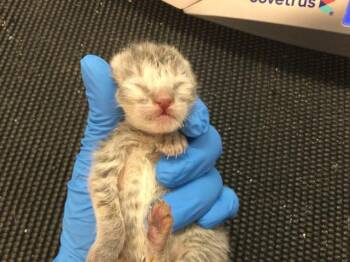 MEATBALL -  Domestic Short Hair Cat for Adoption in Thousand Palms, California - MEATBALL | PetCurious