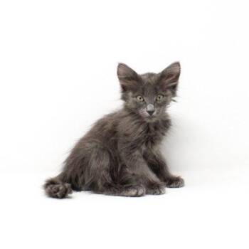 Vozinha -  Domestic Medium Hair Cat for Adoption in Florence, Arizona - Vozinha | PetCurious