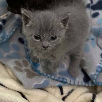 Rescue Domestic Short Hair Cats for Adoption in Fort Belvoir, Virginia - Eleanor Roosevelt (Nora) | PetCurious