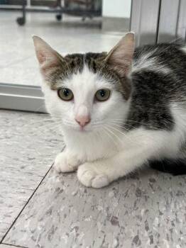 Clove -  Domestic Short Hair Cat for Adoption in Elmira, New York - Clove | PetCurious