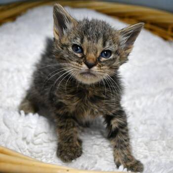 Alix -  Domestic Short Hair Cat for Adoption in Beaumont, Texas - Alix | PetCurious