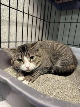 Rescue Domestic Short Hair Cats for Adoption in Dale City, Virginia - Kimball | PetCurious