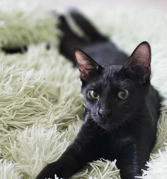 Shadow - our exotic licorice kitten lover - WOW - VIDEOS - LOW A -  Egyptian Mau and Oriental Short Hair Cat for Adoption in Bedford Hills, New York - Shadow - Our Exotic Licorice Kitten Lover - WOW - VIDEOS - LOW A | PetCurious
