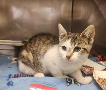 Rune -  Domestic Short Hair Cat for Adoption in Clayton, New Jersey - Rune | PetCurious