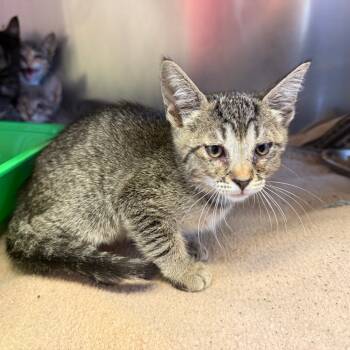 Rescue Domestic Short Hair Cats for Adoption in Fresno, California - Keef | PetCurious