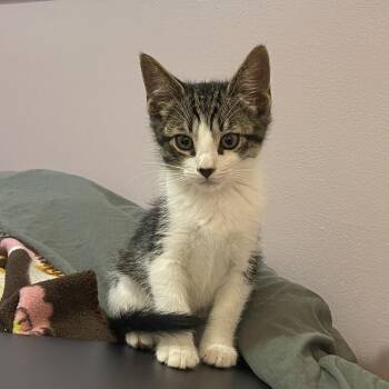 Potato Chip -  Domestic Short Hair Cat for Adoption in Pikesville, Maryland - Potato Chip | PetCurious
