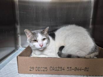 Domestic Short Hair Cats Available for Adoption - Stitch | PetCurious