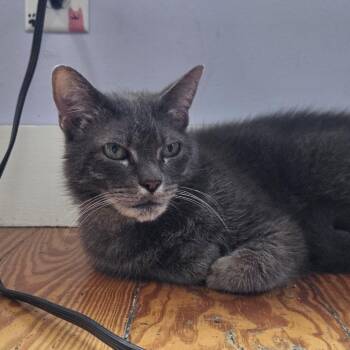Voodoo -  Domestic Short Hair Cat for Adoption in Brimfield, Massachusetts - Voodoo | PetCurious