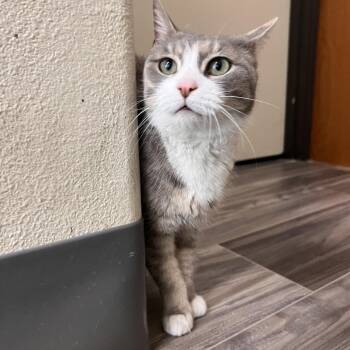 Domestic Short Hair Cats Available for Adoption in Las Vegas, Nevada - Minina | PetCurious