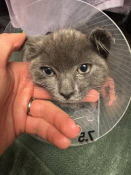 Thomas -  Domestic Short Hair Cat for Adoption in Oakland, California - Thomas | PetCurious