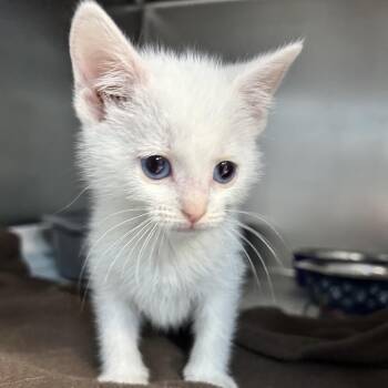 White Stripes -  Domestic Short Hair Cat Available for Adoption in Newport, North Carolina - White Stripes | PetCurious