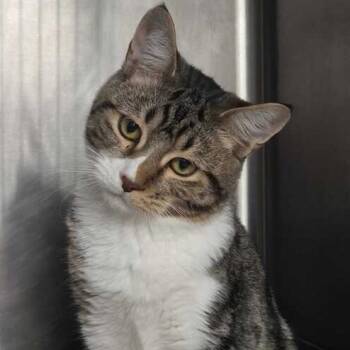 Rescue Domestic Short Hair Cats for Adoption in Davenport, Iowa - Pool Party | PetCurious