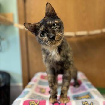 Adila--In Foster -  Domestic Short Hair Cat for Adoption in Fargo, North Dakota - Adila--In Foster | PetCurious