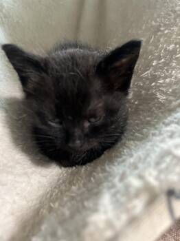 Bombay Cats Available for Adoption in Paulina, Louisiana - Minnie | PetCurious