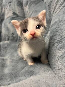 Tail Light -  Domestic Short Hair Cat for Adoption in North Babylon, New York - Tail Light | PetCurious