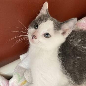 Chunk -  Domestic Short Hair Cat for Adoption in Janesville, Wisconsin - Chunk | PetCurious