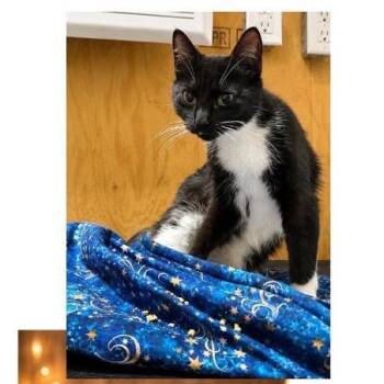 Rambler -  Domestic Short Hair Cat for Adoption in Victoria, British Columbia - Rambler | PetCurious