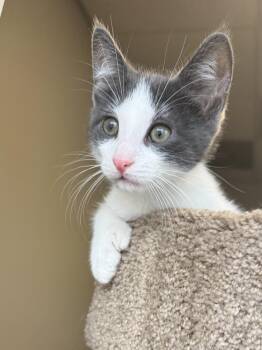 Bam Bam -  Domestic Short Hair Cat for Adoption - Bam Bam | PetCurious