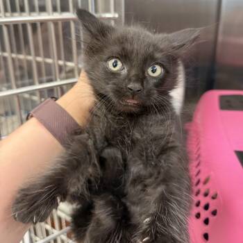 Domestic Short Hair Cats Available for Adoption - CALC | PetCurious