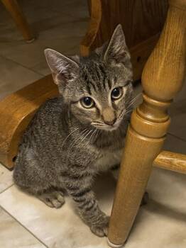 Sonny Bono -  Domestic Short Hair Cat for Adoption - Sonny Bono | PetCurious