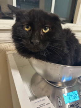 Rescue Domestic Medium Hair Cats for Adoption in Denver, Colorado - Brooks | PetCurious