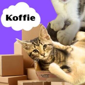 Domestic Short Hair Cats Available for Adoption in Philadelphia, Pennsylvania - Koffie | PetCurious