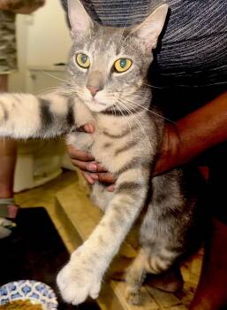 Rescue Domestic Short Hair Cats for Adoption in Port Orange, Florida - Riley (FOLLOW You Around) Super Friendly | PetCurious