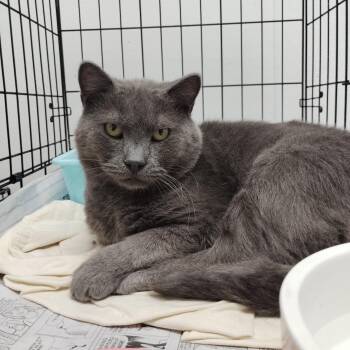 Chicken -  Domestic Short Hair Cat for Adoption in Youngstown, Ohio - Chicken | PetCurious