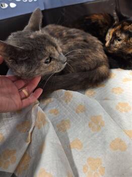 Rescue Domestic Short Hair Cats for Adoption in Westminster, Maryland - RAMONA | PetCurious