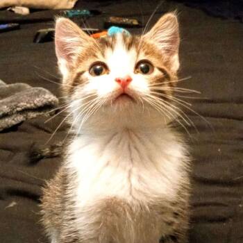 Rescue Domestic Short Hair Cats for Adoption in St. Peters, Missouri - Starlight | PetCurious