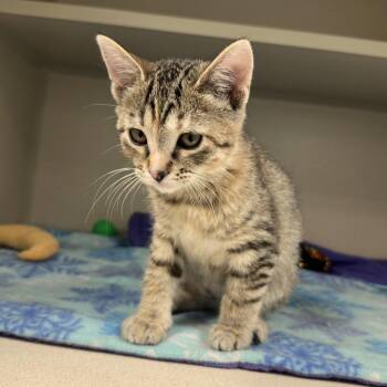 Zuri -  Domestic Short Hair Cat for Adoption in Durango, Colorado - Zuri | PetCurious