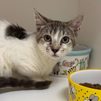 Siamese Cats Available for Adoption - Shenanigans | PetCurious