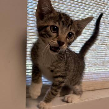 Jellyfish -  Domestic Short Hair Cat for Adoption in Naperville, Illinois - Jellyfish | PetCurious