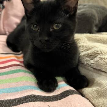 Rescue American Shorthair Cats for Adoption in Park Row, Texas - Cosmo | PetCurious