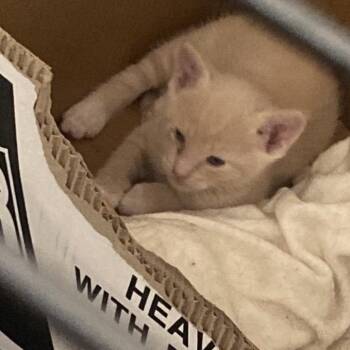 Curt -  Domestic Short Hair Cat for Adoption in Los Angeles, California - Curt | PetCurious