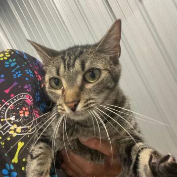 Olga -  Domestic Short Hair Cat for Adoption in Parrish, Alabama - Olga | PetCurious
