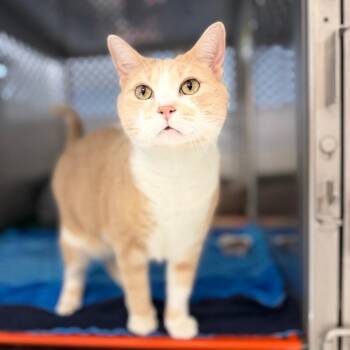 Simba&Ember -  Domestic Short Hair Cat for Adoption in Portage, Michigan - Simba&Ember | PetCurious