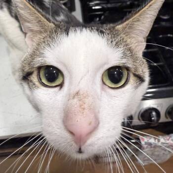Lawrence -  Domestic Short Hair Cat Available for Adoption - Lawrence | PetCurious