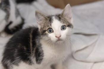 04851B Rio -  Domestic Short Hair Cat Available for Adoption in North Charleston, South Carolina - 04851B Rio | PetCurious