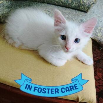 ARCHIE -  Domestic Medium Hair Cat for Adoption in Tallahassee, Florida - ARCHIE | PetCurious