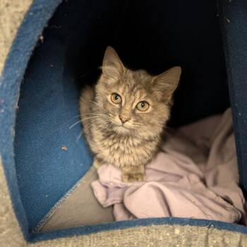 Lavender -  Domestic Medium Hair Cat for Adoption in Hendersonville, North Carolina - Lavender | PetCurious