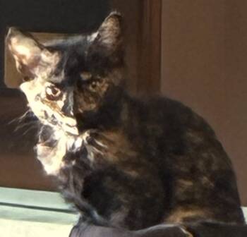 Domestic Short Hair Cats Available for Adoption - Copper | PetCurious